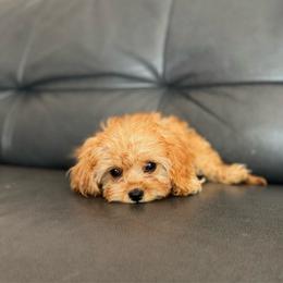 Bitsy - Red female Cavapoo puppy in Saint George, Utah from Fitzdoodles