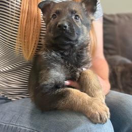 Yellow collar - Sable male German Shepherd puppy in Canterbury, Connecticut from Nachtwaechter German Shepherds, LLC