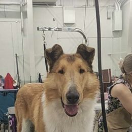 Azawakh, Collie, and Standard Schnauzer All Grown Up from Kokomo Kennels