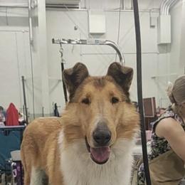 Azawakh, Collie, and Standard Schnauzer All Grown Up from Kokomo Kennels