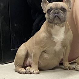 French Bulldogs from Brandi Nance's French Bulldogs
