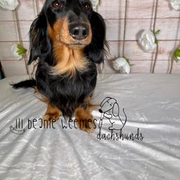 Dachshund All Grown Up from Lil Beanie Weenies Dachshunds