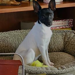 Elvira - Toy Fox Terrier