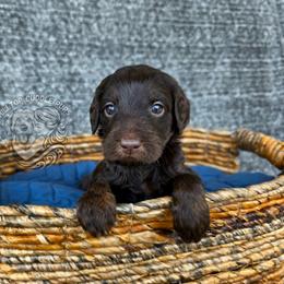 Emerald - Chocolate female Goldendoodle puppy in Chattanooga, Tennessee from Hilltop Cuddle Pups