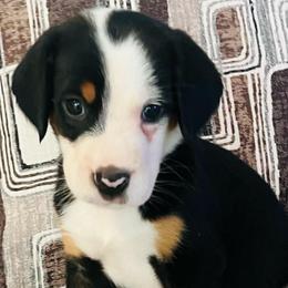 Hades  boy - Black, white and red male Greater Swiss Mountain Dog puppy in Gainesville, Florida from Ambermoon Kooikerhondje Blackamber Greater Swiss Mountain Dogs