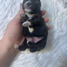 Boy 2 - Sable and white male Shih Tzu puppy in Tenino, Washington from Fantasy Realm Shih Tzus