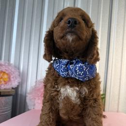 Goldendoodle and Poodle Puppies from Northern Heart Standards