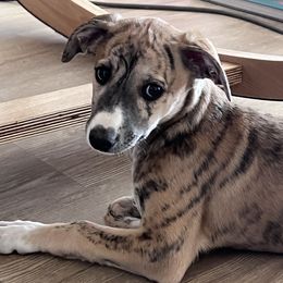 Whippet Puppies from Jody Eller's Whippets