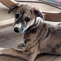 Whippet Puppies from Jody Eller's Whippets