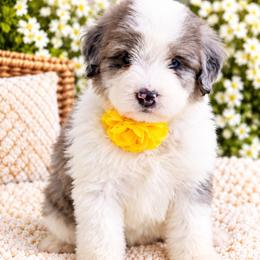 April - Grey and white female Bernedoodle puppy in Diamond Bar, California from Furrytaildoodles