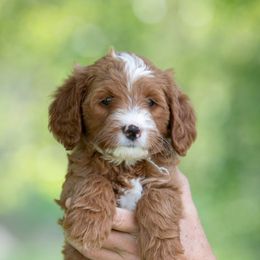 Goldendoodle and Poodle Puppies from Gorgeous Goldendoodles