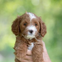 Goldendoodle and Poodle Puppies from Gorgeous Goldendoodles