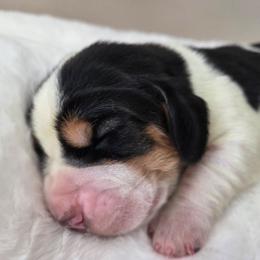 Xerxes - Black white and brown male Basset Hound puppy in Denison, Texas from Emma Lou's Baby Bassets