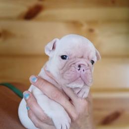 Britches - Red and white female Bulldog puppy in Cannon Falls, Minnesota from Pattys Boxers and Bulldogs