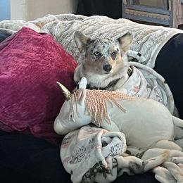 Lucy - American Corgi