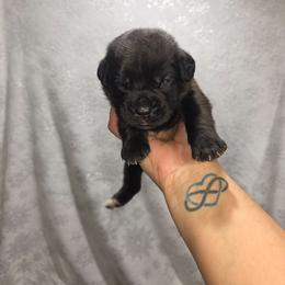 Girl 3 - Black brindle female Cane Corso puppy in Forney, Texas from Dallas Lonestar Bullies
