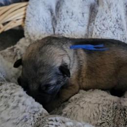 Shiloh Shepherd Puppies from SilverLiningShilohs