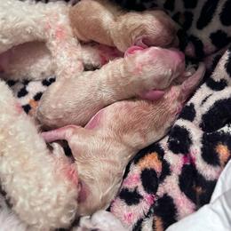 Girl 2 - Cream female Poodle puppy in North Prince George, Virginia from ROYAL VISTA