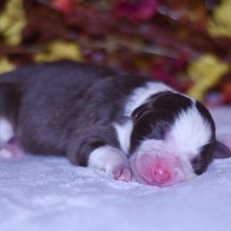 Cinnamon - Red tri-color female Australian Shepherd puppy in Easton, Missouri from MMA Kennel
