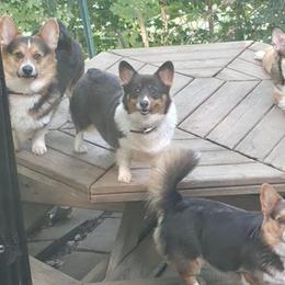 Lilly - Pembroke Welsh Corgi