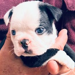 Gingers boy -3 - Black brindle and white male Boston Terrier puppy in Yakima, Washington from Barnett’s AKC Boston Terriers