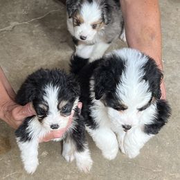Aussiedoodle Puppies from Hearth&Hound Doodles