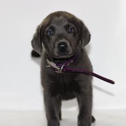 Bracelet - Black female Labrador Retriever puppy in Morrilton, Arkansas from Ancient Dogges Performance Dogs