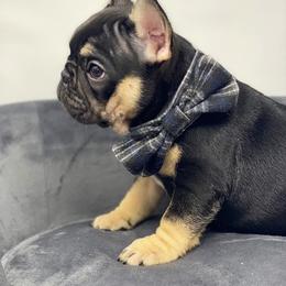 Boxer and French Bulldog Puppies from Schuster Haus