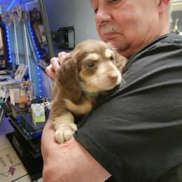 He does not have a name. Poor little guy. - Chocolate and cream male Dachshund puppy in Marysville, Washington from Emery's Dachshundville