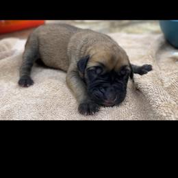 Irma - Fawn female Mastiff puppy in Wewoka, Oklahoma from P Diamond Mastiffs