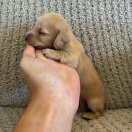 Olaf - Cream male Dachshund puppy in Nacogdoches, Texas from Heavenly Dachshunds