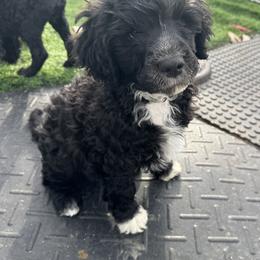 Boy 5 - Portuguese Water Dog puppy from Aarbelle’s Portuguese water dogs