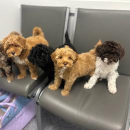 Goldendoodle puppies from Alvdoodles