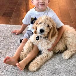 Goldendoodle Puppies from Bluebell Goldendoodles