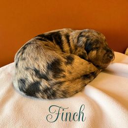 Finch - Blue merle male Aussiedoodle puppy in Ellenburg Depot, New York from K&S Country Kennels