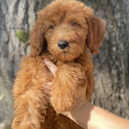 Girl 4 - Red  Goldendoodle puppy in Bradenton, Florida from Doodle Acres