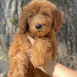 Girl 4 - Red  Goldendoodle puppy in Bradenton, Florida from Doodle Acres