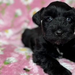 Miniature Schnauzers from Texas Small Town Schnauzers