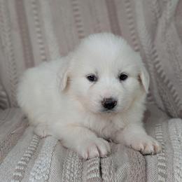 Girl 3 Yellow - White female Great Pyrenees puppy in Yakima, Washington from Naches Heights Ranch