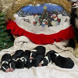 Border Collies from Jackson’s Family Farm