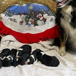 Border Collies from Jackson’s Family Farm