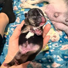 Spice - Black and tan female French Bulldog puppy in Grand Praire, Texas from Von Darr Kennels