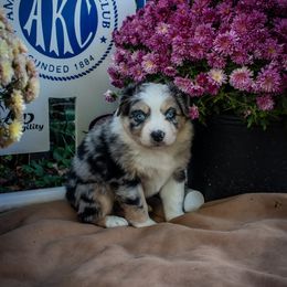 Boy 1 - Blue merle male Miniature Australian Shepherd puppy in Easton, Missouri from Country Creek Kennels
