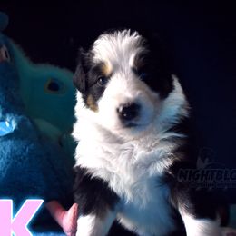 Girl 1 - Black Australian Shepherd puppy in Delta, Missouri from Nightblood Aussies