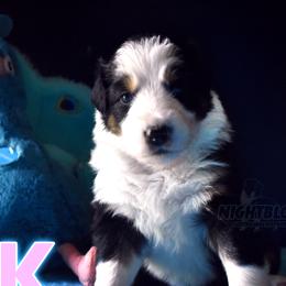 Girl 1 - Black Australian Shepherd puppy in Delta, Missouri from Nightblood Aussies