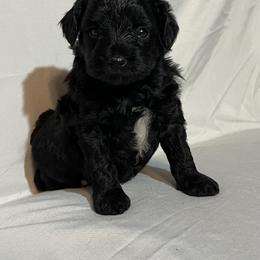 American Bulldog, Aussiedoodle, and Cavapoo Puppies from J&K Kennels