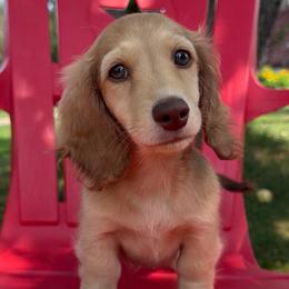 Scrabble - Cream male Dachshund puppy in Michigan from Hidden Haven Dachshunds