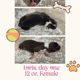 Loris - Red tri-color female Australian Shepherd puppy in Pamplico, South Carolina from Greywood Farm Aussies