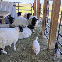 Maremma Sheepdog puppies from The Ewe Crew Homestead LLC