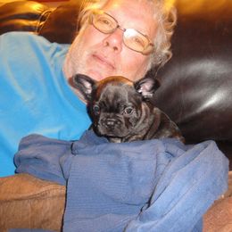 French Bulldog Puppies from Teri's French Bulldogs of West Texas